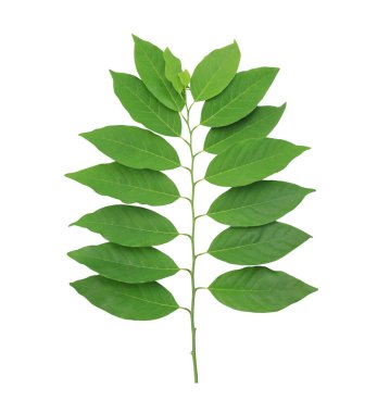 Beyaz arkaplanda yeşil yapraklar izole edilmiş ve kullanışlı ve hızlı kullanmak için kırpma yolları var.