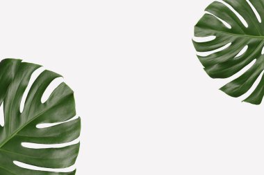 Gri arkaplanda yeşil canavar yaprakları ve çalışmalarınızda tasarım için kopyalama alanı.