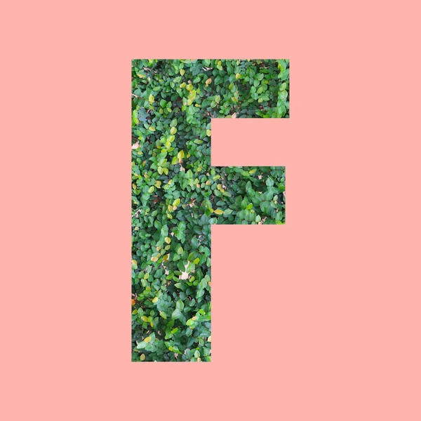 Letras Del Alfabeto Forma Estilo Hoja Verde Sobre Fondo Rosa — Foto de Stock