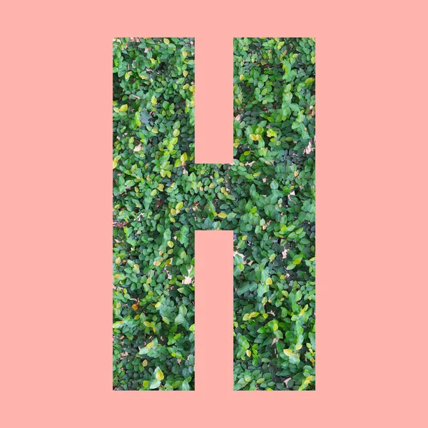 あなたの作品のデザインのためのパステルピンクの背景に緑の葉のスタイルで形状Hのアルファベット文字 — ストック写真
