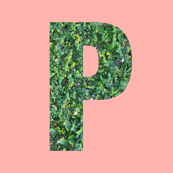粉红背景上的绿叶型P字母表字母 供您在作品中使用 — 图库照片