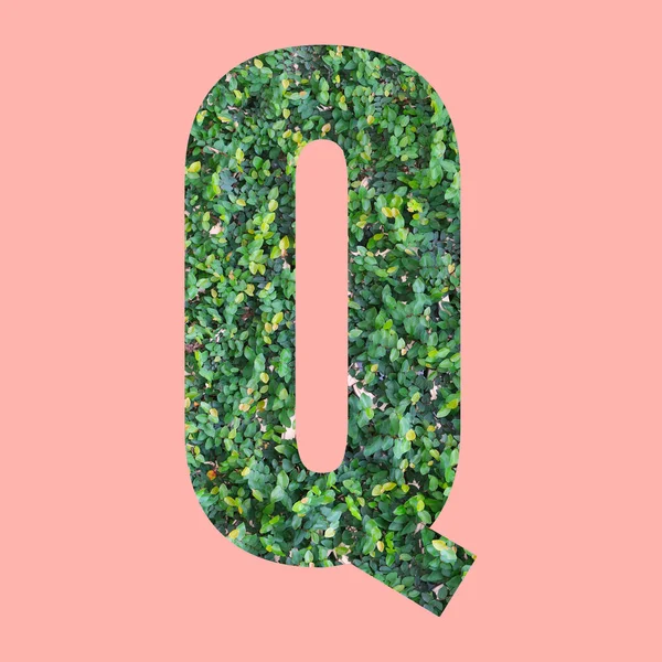 粉红背景上的绿叶型Q字母表字母 供您在作品中使用 — 图库照片