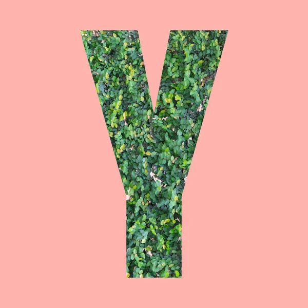 Alphabet Buchstaben Der Form Grünen Blatt Stil Auf Pastellrosa Hintergrund — Stockfoto