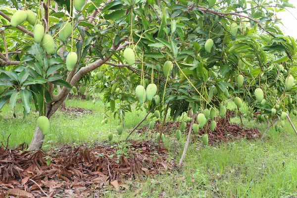 Zielone Mango Nie Dojrzewa Drzewach Sadzie Ogród Owocowy Obszarze Tropikalnym — Zdjęcie stockowe