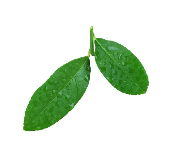 Zielone Liście Cytryny Mają Wodę Rosy Liściach Odizolowanych Białym Tle — Zdjęcie stockowe