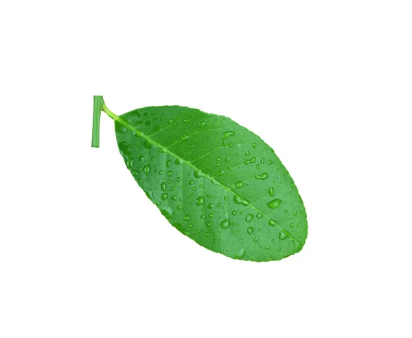 Yeşil Limon Yapraklarının Yapraklarında Çiğ Suyu Vardır Beyaz Arka Planda — Stok fotoğraf