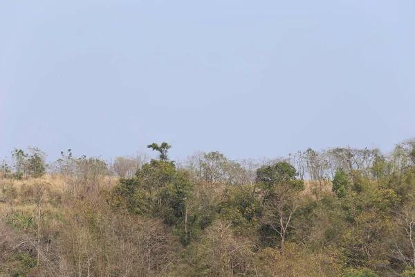 Paesaggio Degli Alberi Foresta Durante Giorno Progettazione Nel Vostro Lavoro — Foto Stock