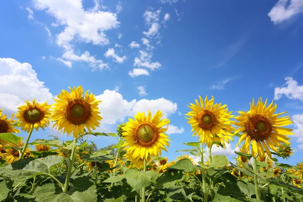 Los Girasoles Están Floreciendo Sobre Fondo Cielo Bullicioso Tienen Espacio —  Fotos de Stock