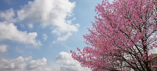 Дерево Сакура Квітучими Квітами Ueno Park Префектурі Токіо Японії — стокове фото