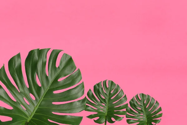 Las Hojas Monstera Verde Sobre Fondo Rosa Tienen Espacio Copia — Foto de Stock