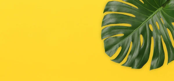 Hojas Monstera Verde Sobre Fondo Papel Arte Amarillo Tienen Espacio — Foto de Stock