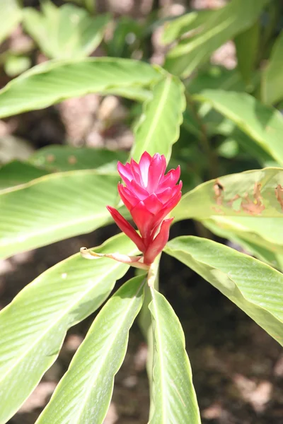 Gran flor roja en el árbol . —  Fotos de Stock