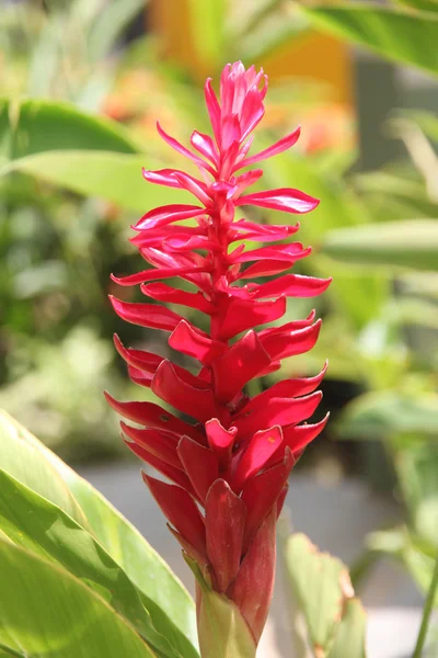 Grande fiore rosso su albero . — Foto Stock