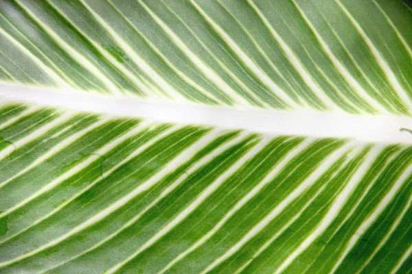 Patrón de hojas verdes en el jardín . — Foto de Stock