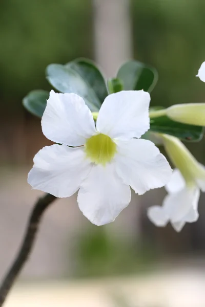 White desert rose flower. — Stock Photo, Image