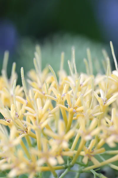 Polen amarillo de flor . —  Fotos de Stock