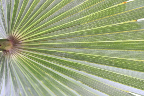 Folha verde de palma . — Fotografia de Stock