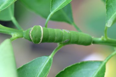 Yeşil tırtıl limon yaprakları üzerinde.
