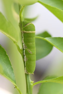 green caterpillar on lemon leaves. clipart