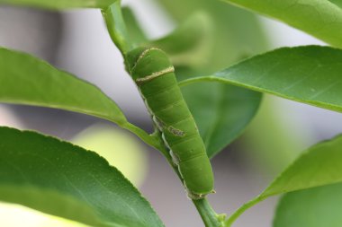 Yeşil tırtıl limon yaprakları üzerinde.