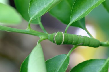 Yeşil tırtıl limon yaprakları üzerinde.