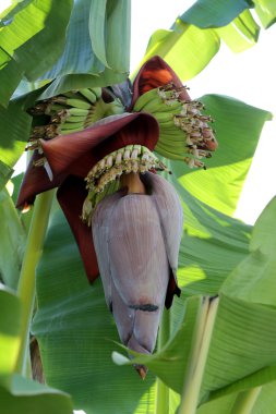 muz ağacı üzerinde çiçeği.