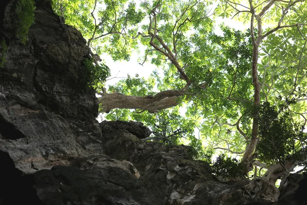 Galhos e folhas verdes na montanha de pedra . — Fotografia de Stock