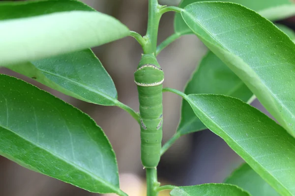 Green caterpillar on lemon leaves. — Stock Photo, Image
