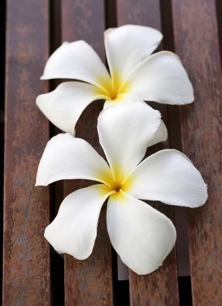 Plumeria weiß. — Stockfoto