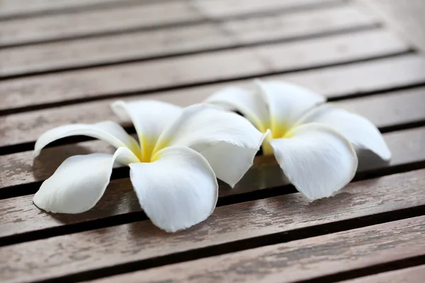Plumeria White. — Stock Photo, Image