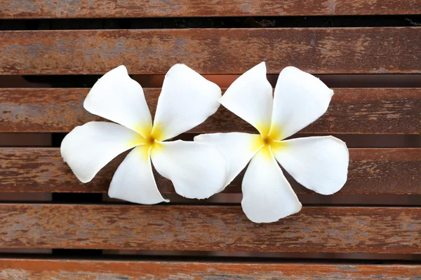 Plumeria White. — Stock Photo, Image