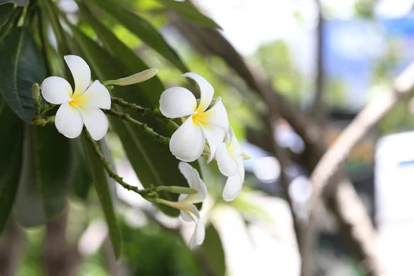 Frangipani blanco en el árbol . — Foto de Stock