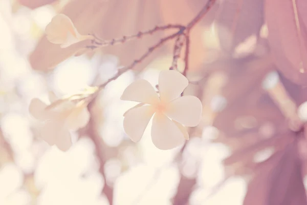 Vintage style of plumeria on tree. — Stock Photo, Image