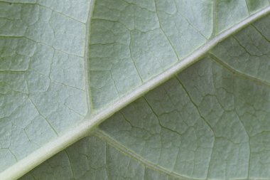 yeşil yaprakları makro paterni.