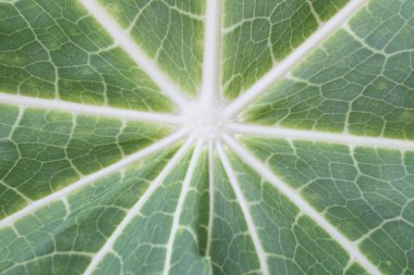 desen bahçede yeşil yaprak.