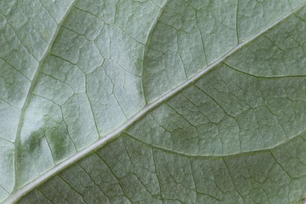Wzór zielony liści w makro. — Zdjęcie stockowe