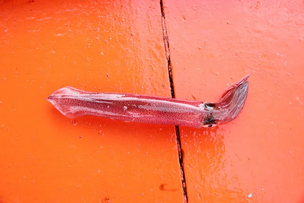 Fishing squid,Ommastrephes bartrami. — Stock Photo, Image