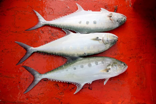 Tropische Meeresfische auf einem Boot gefangen. — Stockfoto