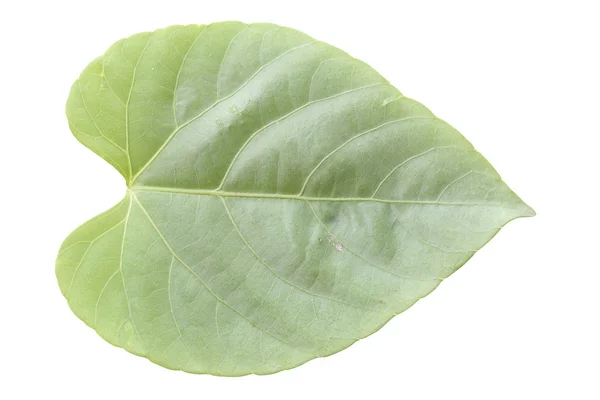 Fresh green leaf isolated. — Stock Photo, Image