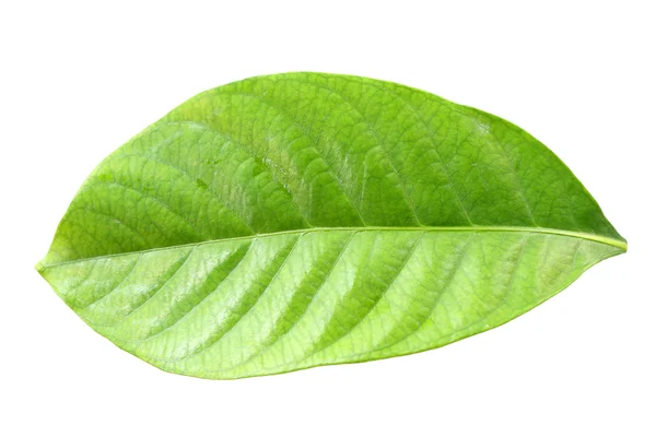 Свіжий зелений лист ізольований . — стокове фото