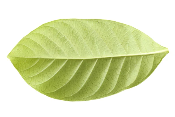 Fresh green leaf isolated. — Stock Photo, Image