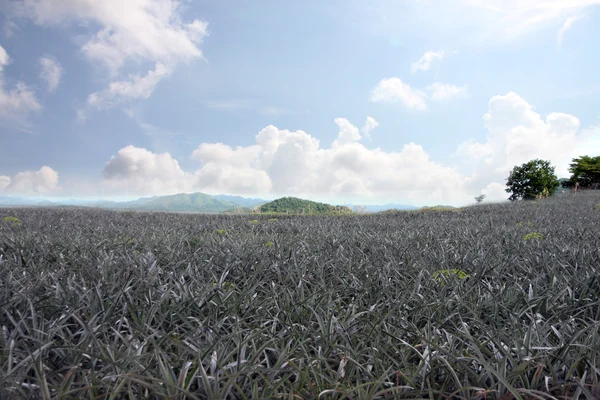 Pineapple plantations. — Stock Photo, Image