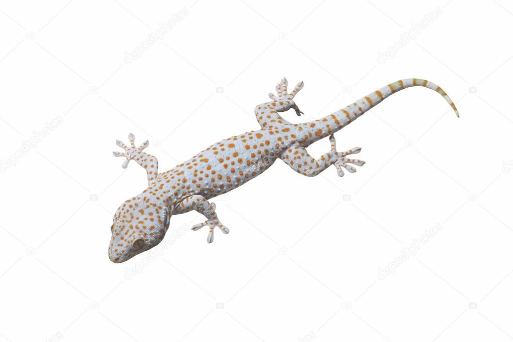 Tokay Gecko isolated.
