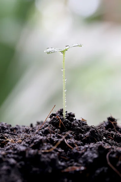 Water drops of forest tree seedling. — Stock Photo, Image