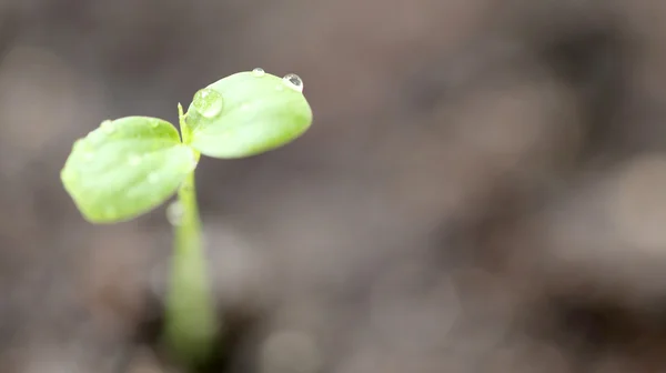 Macro de planta cultivada de sementes de árvore florestal . — Fotografia de Stock