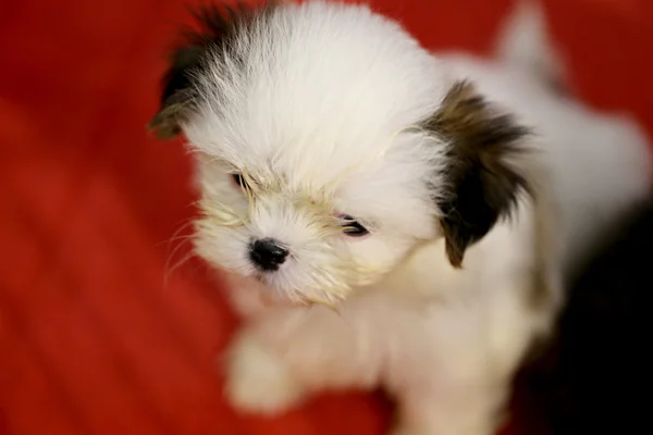 The white puppies are resting. — Stock Photo, Image