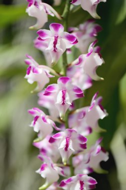 yabani orkide beyaz.