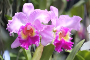 yabani orkide pembe.