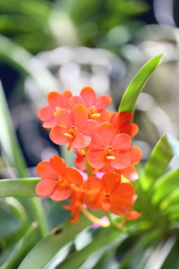 Kırmızı çiçek çiçeklenme.