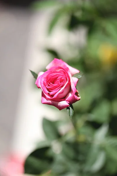 Roze rozen zijn bloei. — Stockfoto